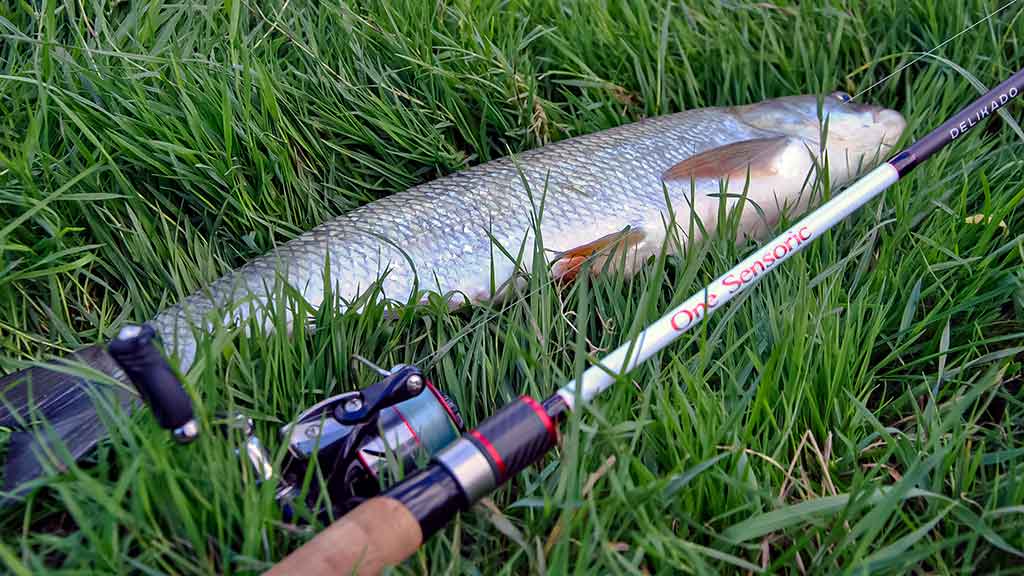 Geriau trumpas ar ilgas kotas? Antra dalis Geriau trumpas ar ilgas kotas? Antra dalis