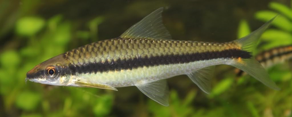 Crossocheilus siamensis – siūlinius dumblius valganti žuvis-lapė