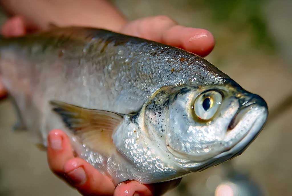 Už ragų ir... į krantą Už ragų ir... į krantą