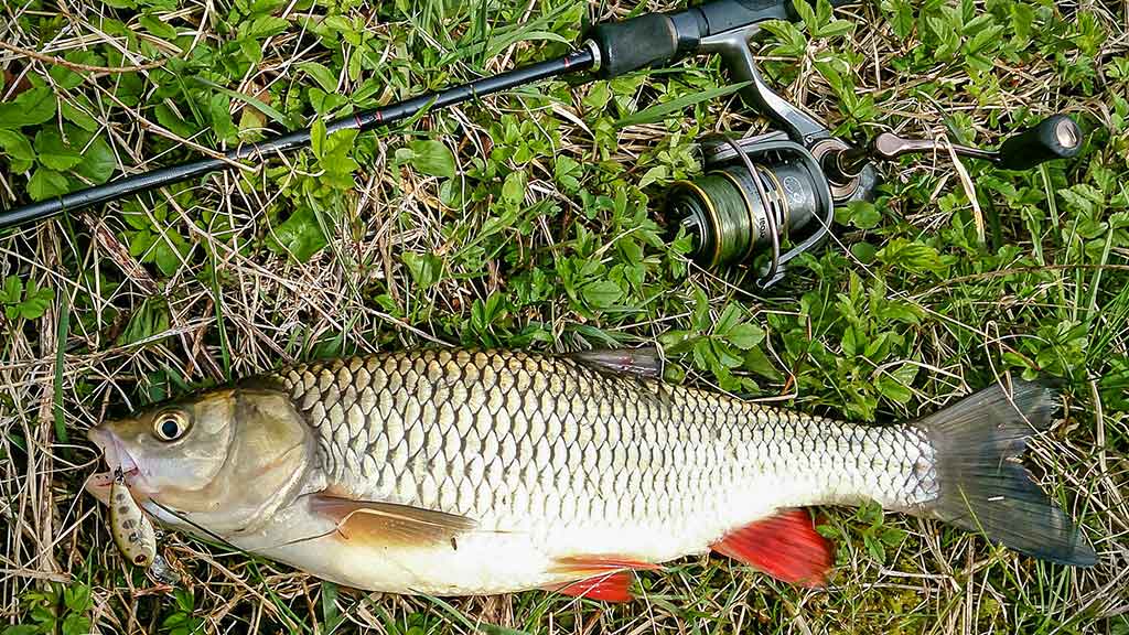 Kaip pagauti nedrąsią plėšrūnę