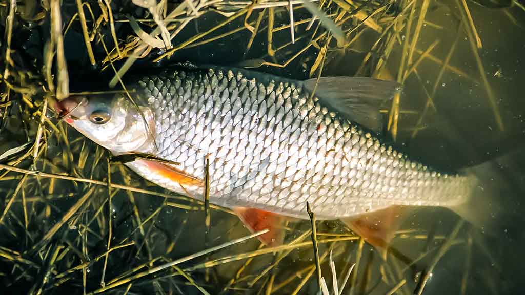 Kuoja Kuoja