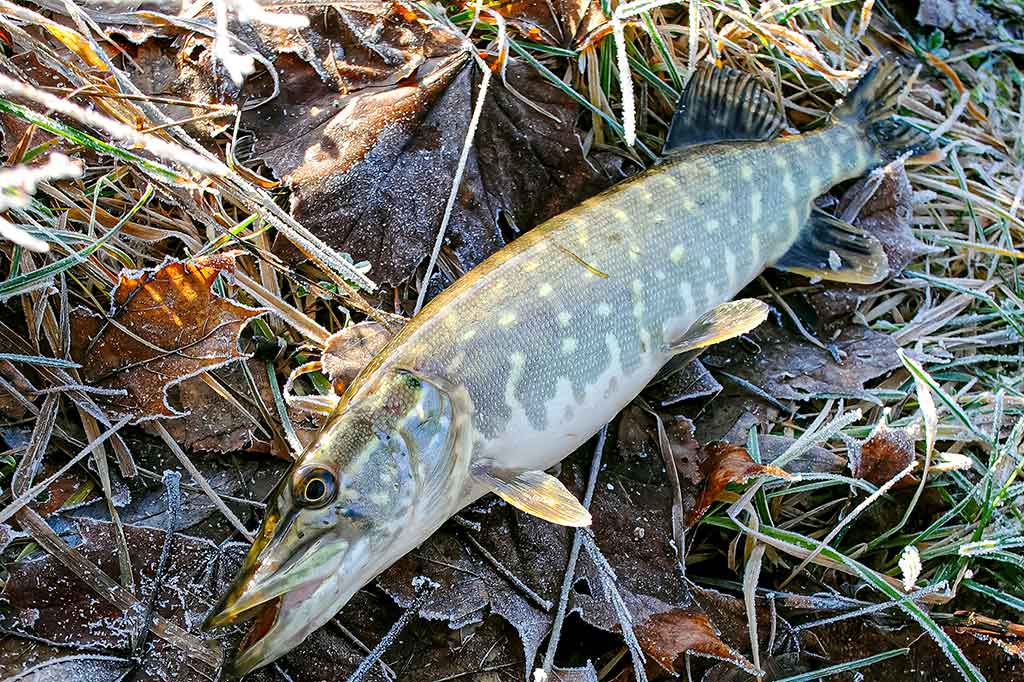 Ten, kur tekėjo upelis. Antra dalis