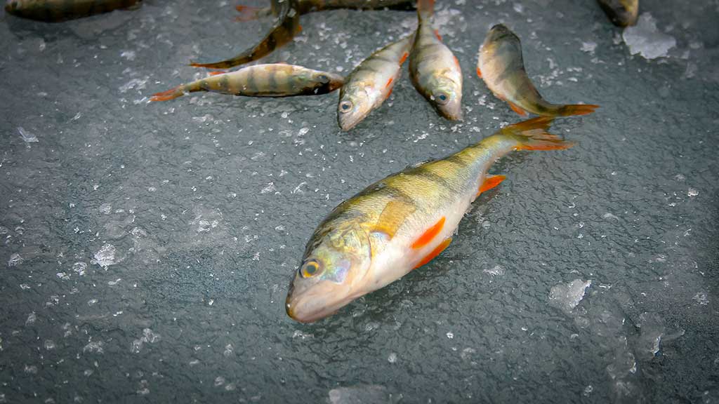 Kitą dieną po Naujųjų