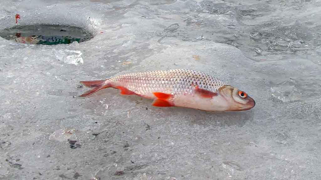 Kaip pagauti kuoją ir karšį? Kaip pagauti kuoją ir karšį?