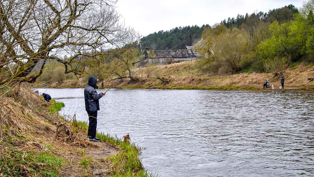 Pirmi ir paskutiniai Dubysos žiobriai. Antra dalis
