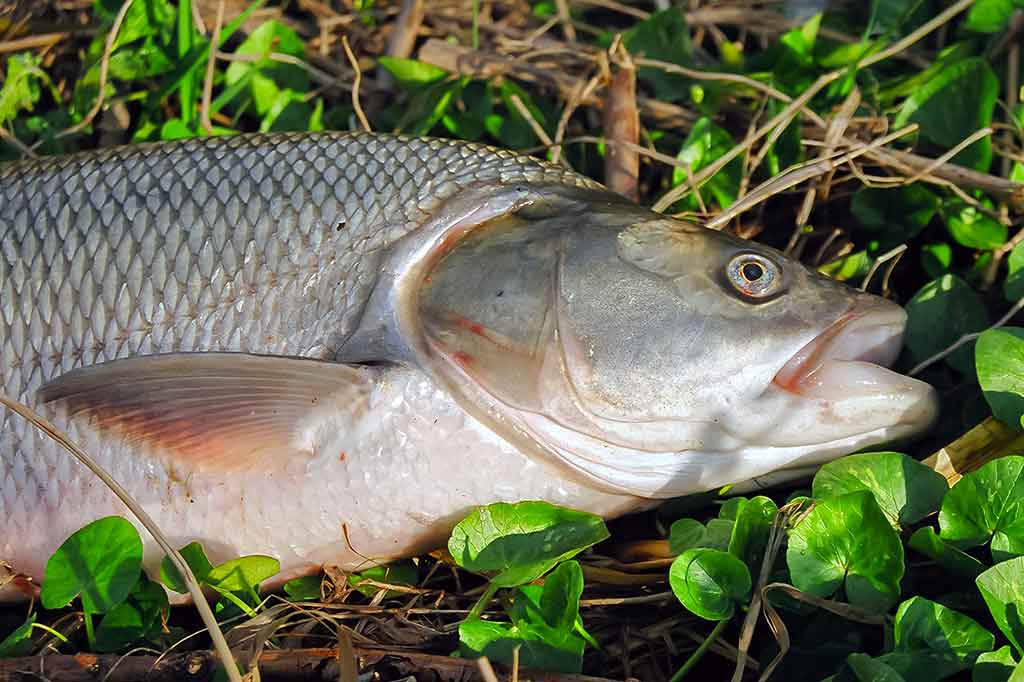 Salačių žūklė indėnų stiliumi Salačių žūklė indėnų stiliumi