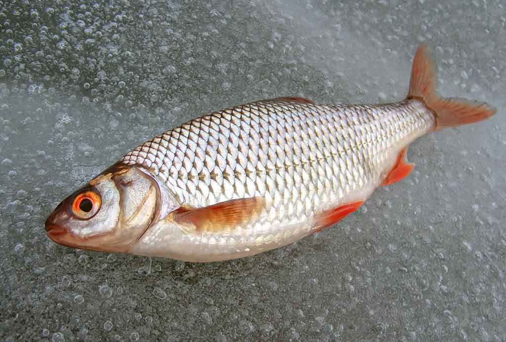 Kaip pagauti kuoją? Kaip pagauti kuoją?