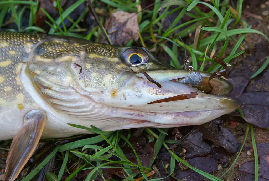 Guminukas pavasariui Guminukas pavasariui