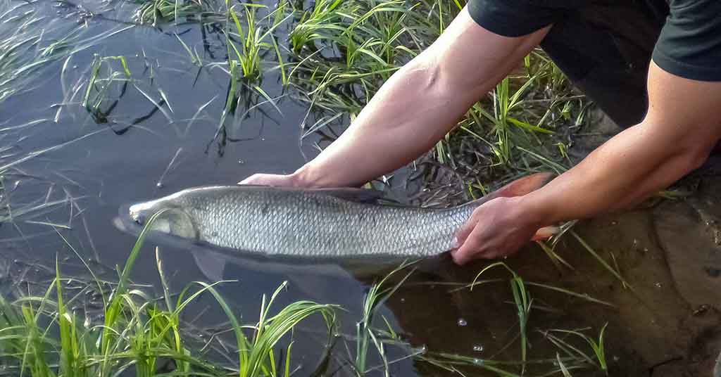 Minnow vobleriai ir tvičingas Minnow vobleriai ir tvičingas