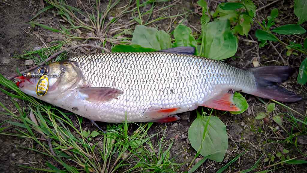 Klasikinis masalas meknėms. Antra dalis