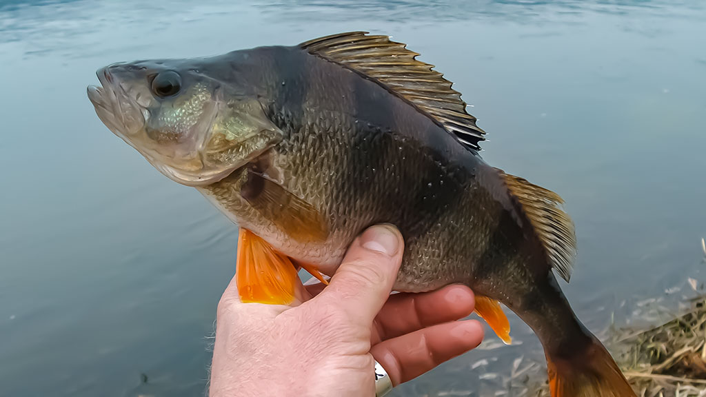 Ešerių žūklė guminukais. Tikrajam rudeniui prasidėjus