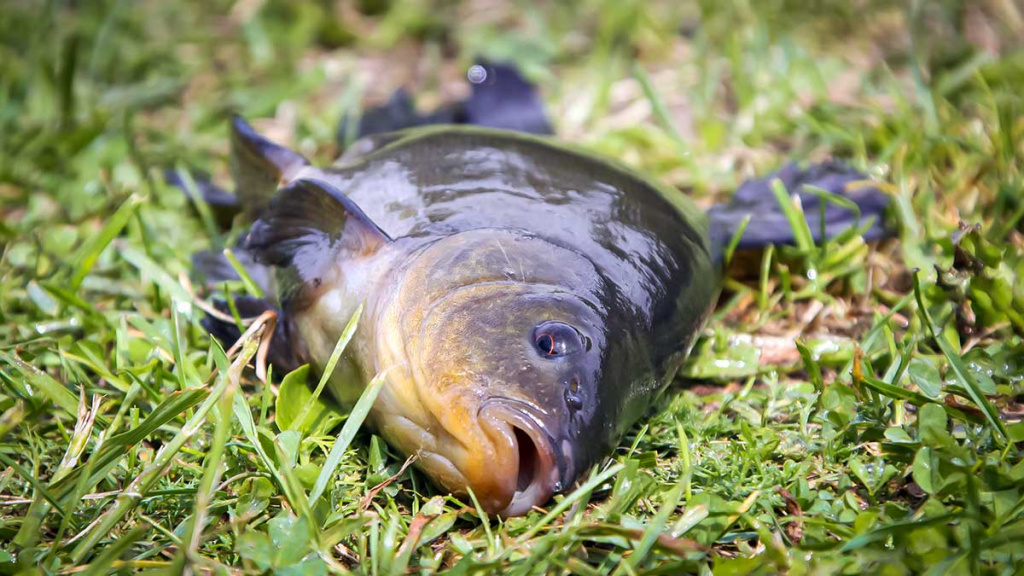 Brėkštančio ryto žuvys. Antra dalis Brėkštančio ryto žuvys. Antra dalis