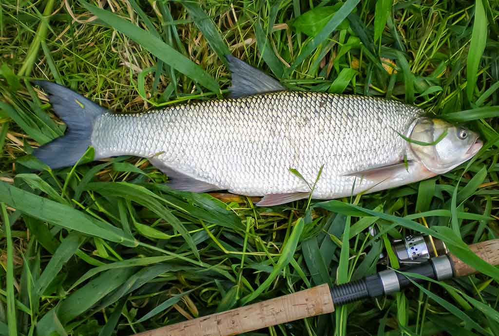 Ne tik salatiniai delikatesai. Pirma dalis Ne tik salatiniai delikatesai. Pirma dalis