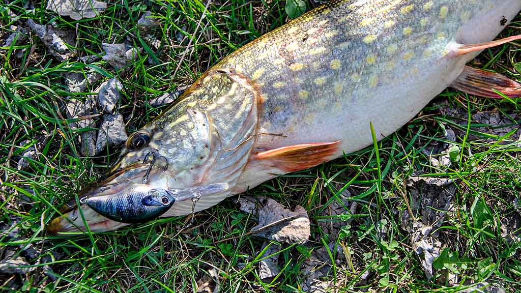 Dvi spiningavimo taktikos. Kai rankos atidirba už kojas