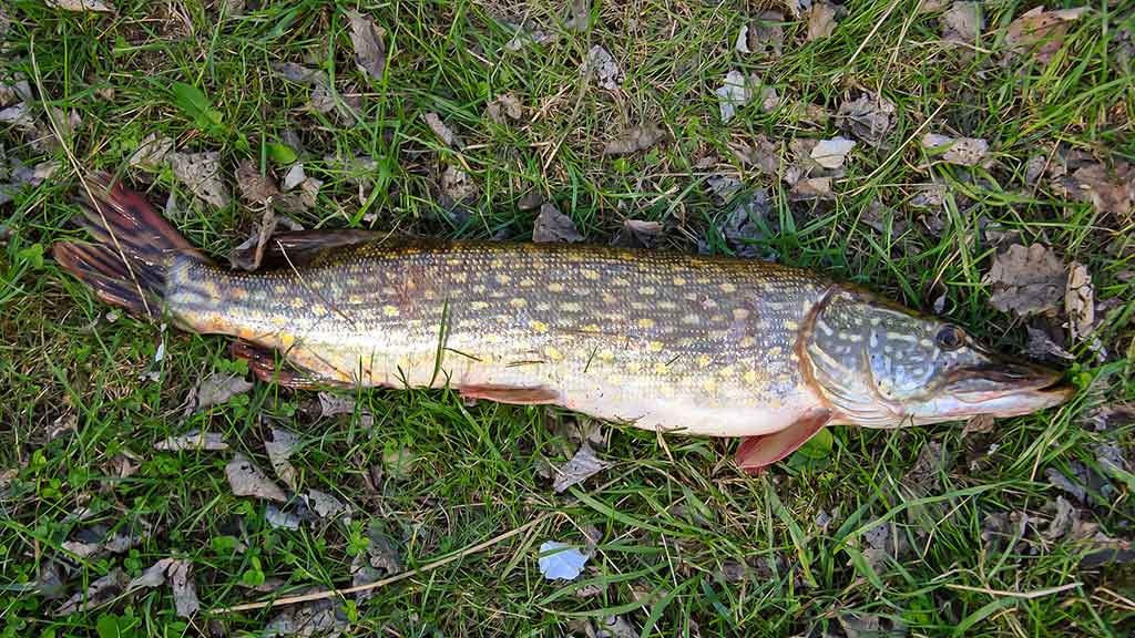 Dviejų uodegėlių fenomenas. Antra dalis