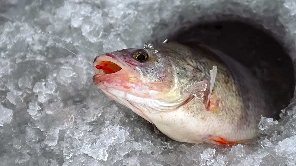 Kada ešerys nusuka nosį