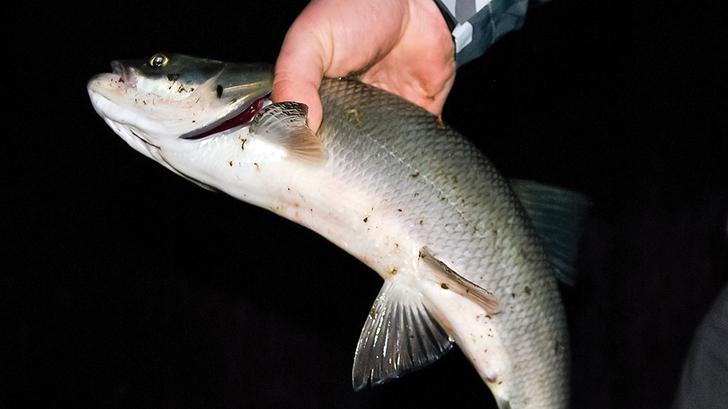 Naktinis spiningavimas vasarą ir kitais metų laikais