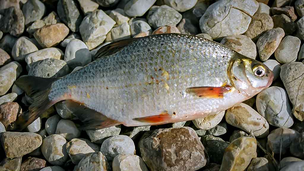 Didžiųjų upių plakiai. Trečia dalis