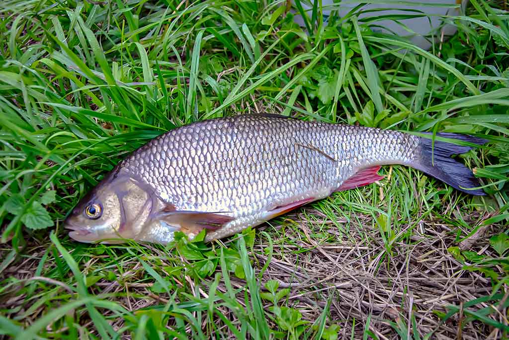 Nuo A iki Z apie monofilamentinį valą. Trečia dalis
