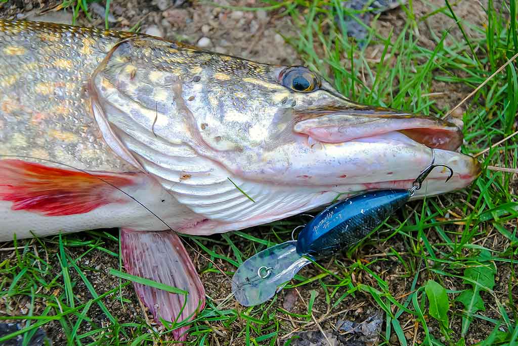 Vobleris po mikroskopu – liežuvis ir kilpa. Trečia dalis