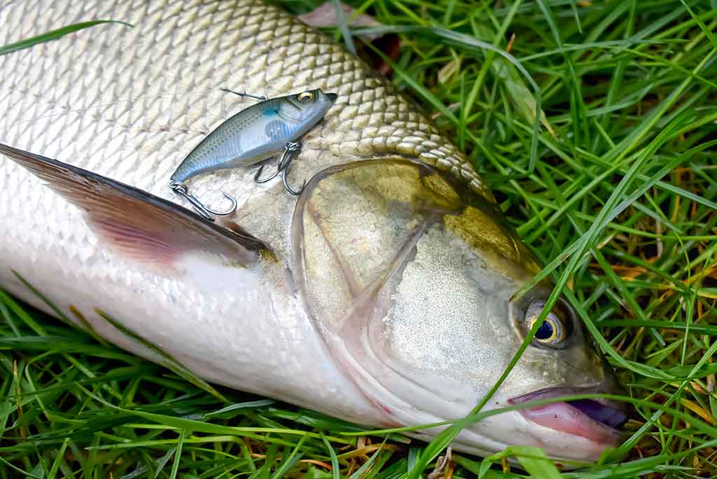 Salačių šventė Salačių šventė