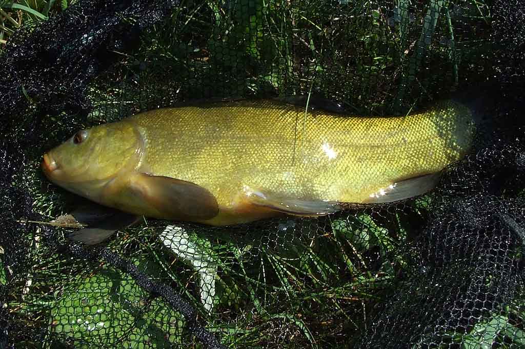 Šiltomis ir tykiomis naktimis lynai susiburia priekrantėje, kur juos galima suvilioti įvairiausiu masalu – sliekais, kukurūzų grūdais, musės lervomis, apsiuvomis