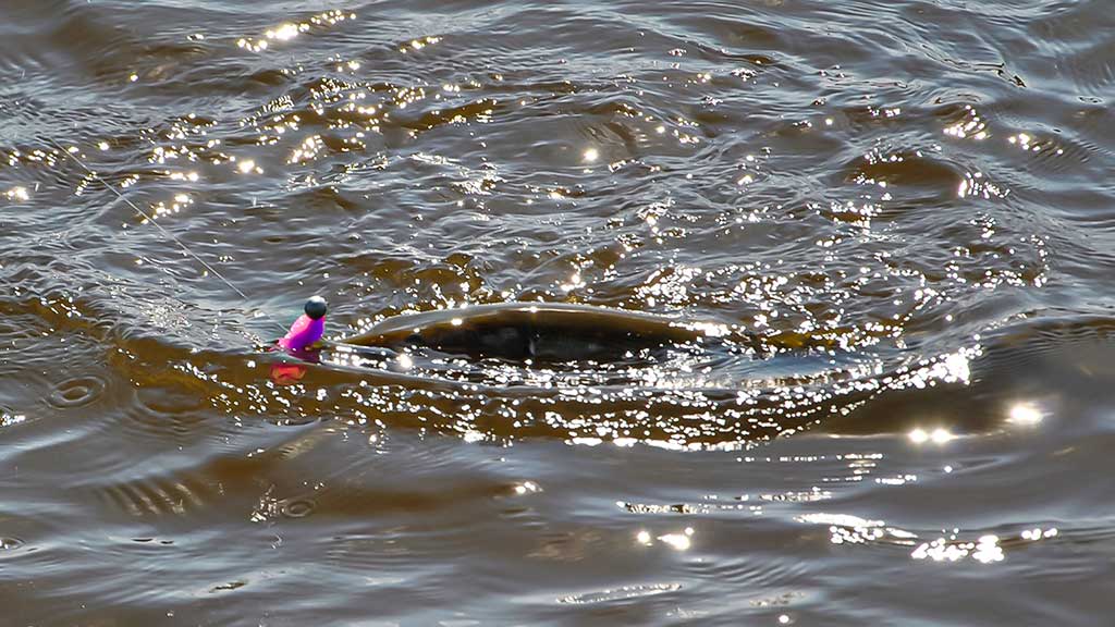 Guminukas pavasariui Guminukas pavasariui