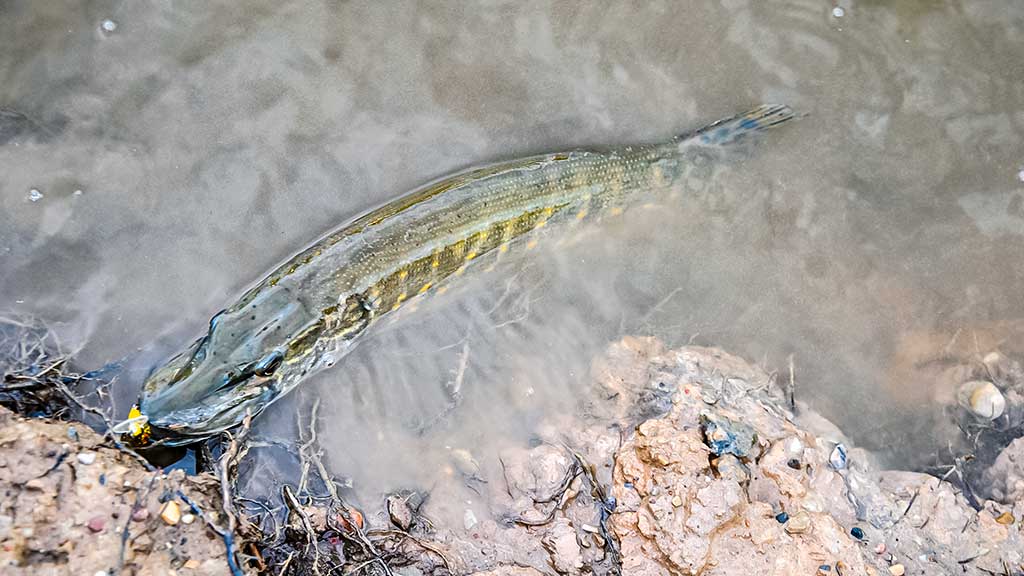 Kaip nešiotis spininginius masalus? Pirma dalis