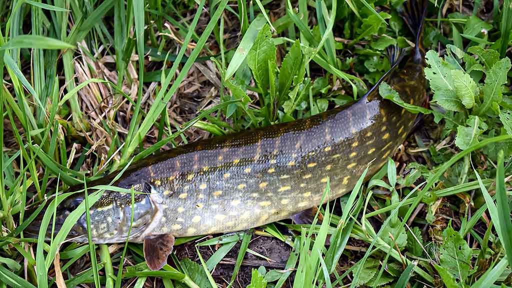 Apie nepilnametes, mikromasalus ir striptizą. Pirma dalis Apie nepilnametes, mikromasalus ir striptizą. Pirma dalis
