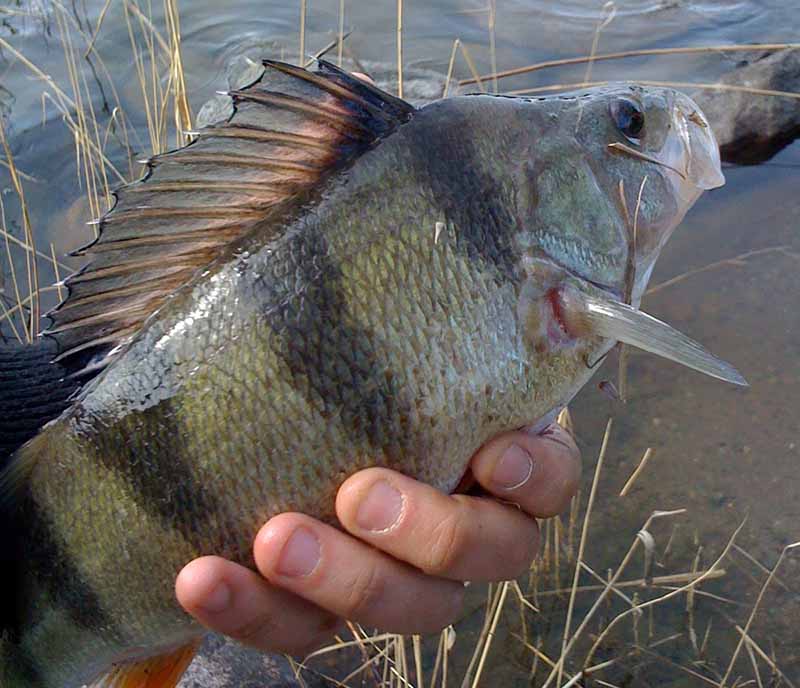Vandens telkiniuose, kur ešeriai maitinasi kuojomis, karosais, raudėmis, jie daug mieliau griebia sukriukes