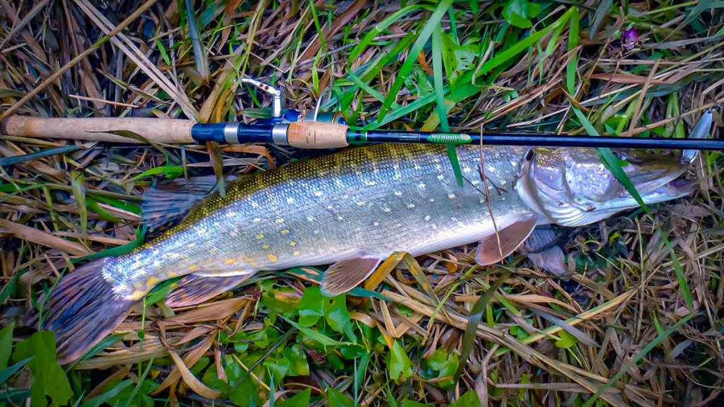 Ta gerai pažįstama mįslinga lydeka. Pirma dalis Ta gerai pažįstama mįslinga lydeka. Pirma dalis