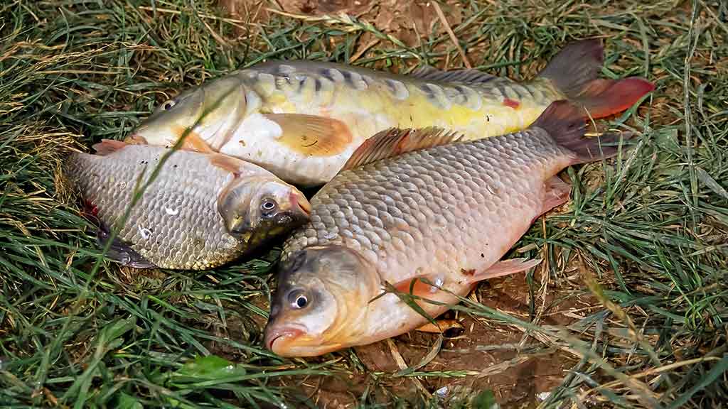 Balų valdovo kaprizai. Antra dalis Balų valdovo kaprizai. Antra dalis