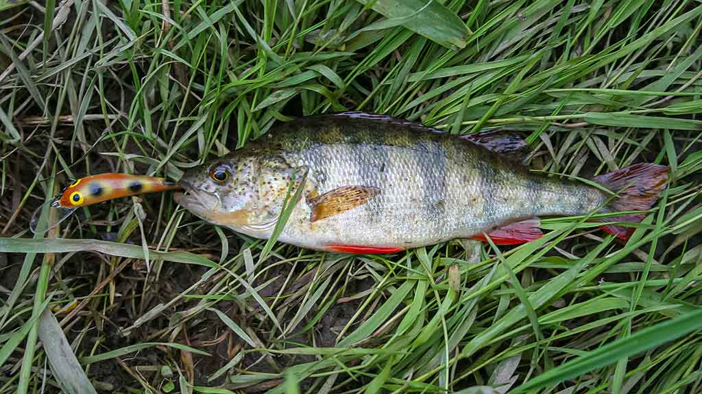 Kas upelyje gyvena. Trečia dalis