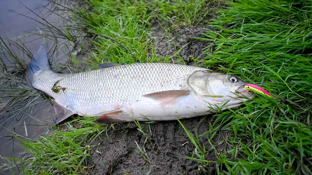 Salačių šventė Salačių šventė