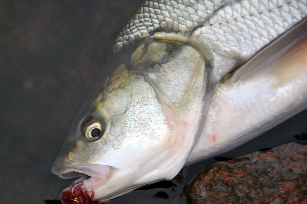 Ar salatis – konservatyvi žuvis? Pirma dalis Ar salatis – konservatyvi žuvis? Pirma dalis