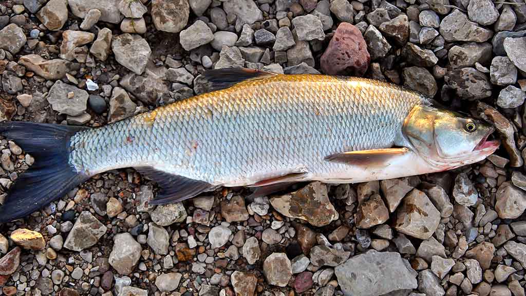 Salačių žūklė indėnų stiliumi Salačių žūklė indėnų stiliumi