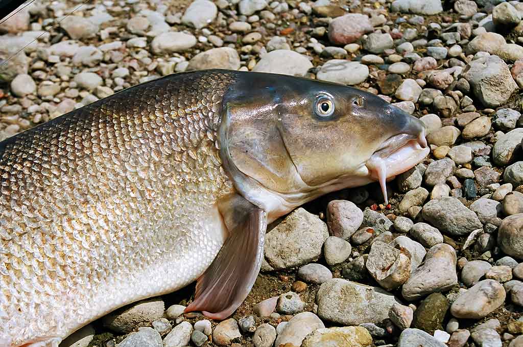 Kaip sutramdyti „arklius“. Pirma dalis Kaip sutramdyti „arklius“. Pirma dalis