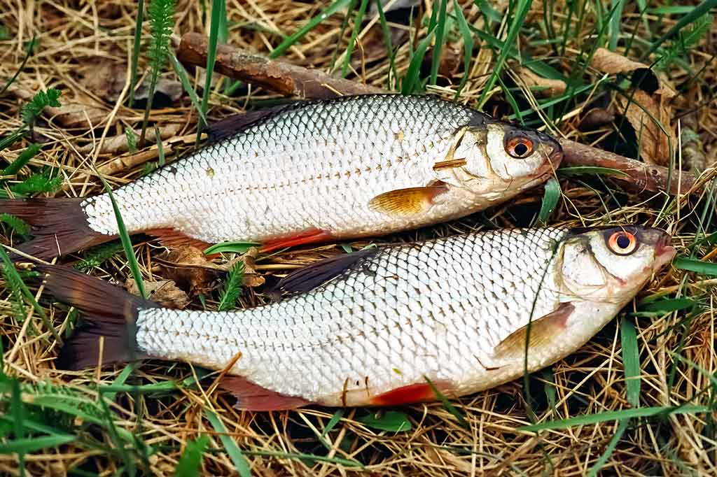 Kuoja, kuriai reikia tvirto pavadėlio