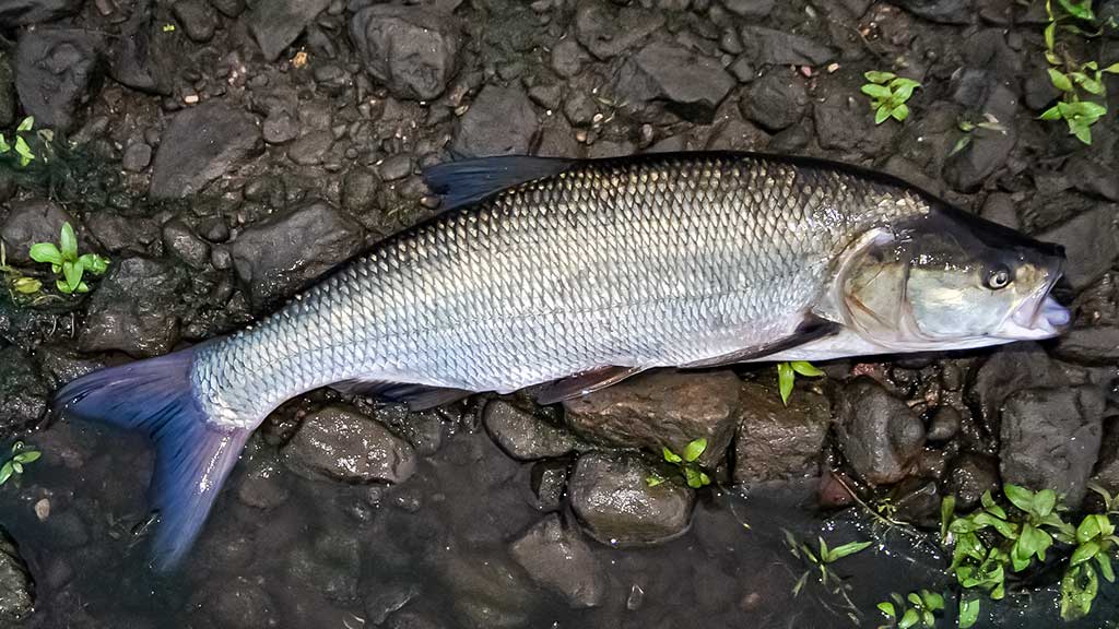 Tritaškis arba kaip nusiraminti Tritaškis arba kaip nusiraminti