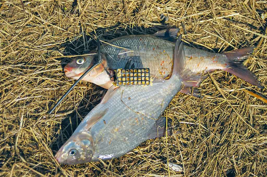 Dvi dienos iki Kiaulės metų. Antra dalis