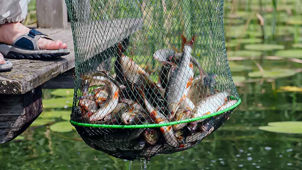 Vandens džiunglių labirintuose. Patys aukščiausi