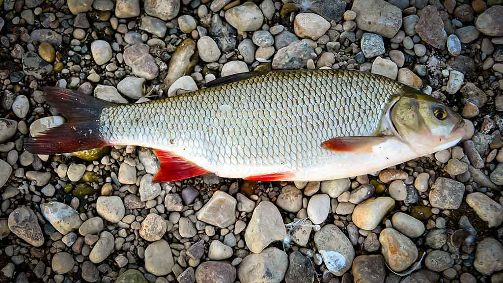 Klasikinis masalas meknėms. Antra dalis