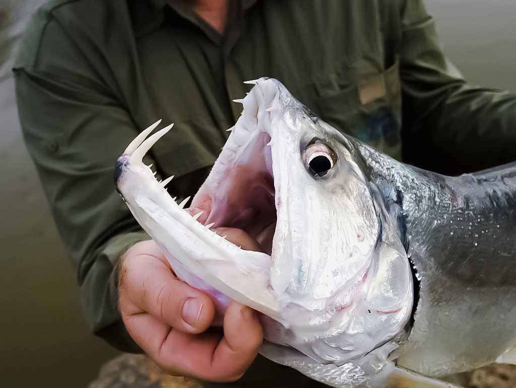 Žuvis vampyras arba pajara (Hydrolycus scomberoides