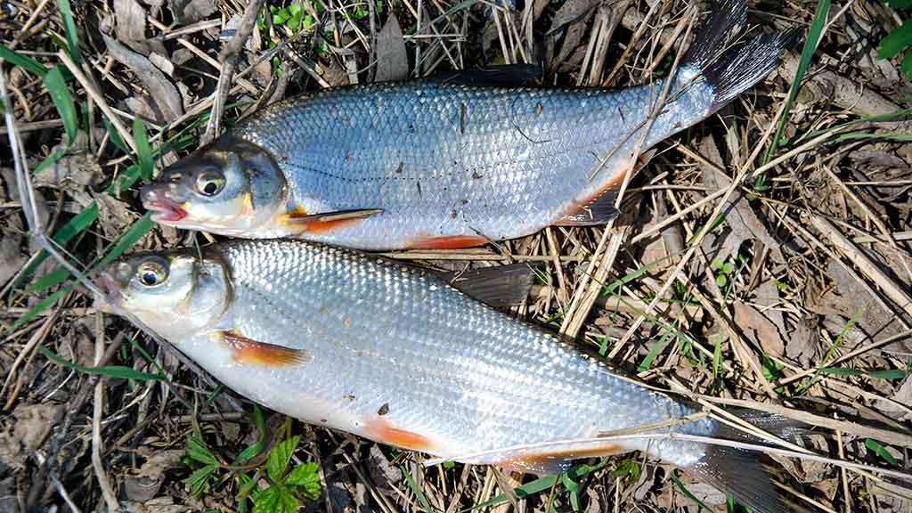 Pirmi ir paskutiniai Dubysos žiobriai. Antra dalis