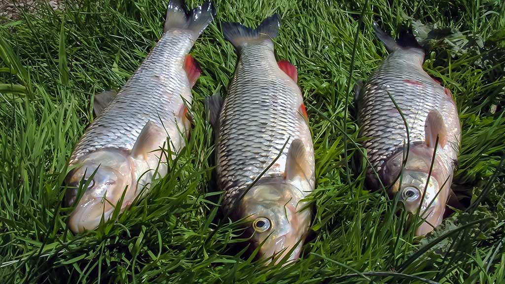 Dvi spiningavimo taktikos. Kiek kojos neša... Dvi spiningavimo taktikos. Kiek kojos neša...