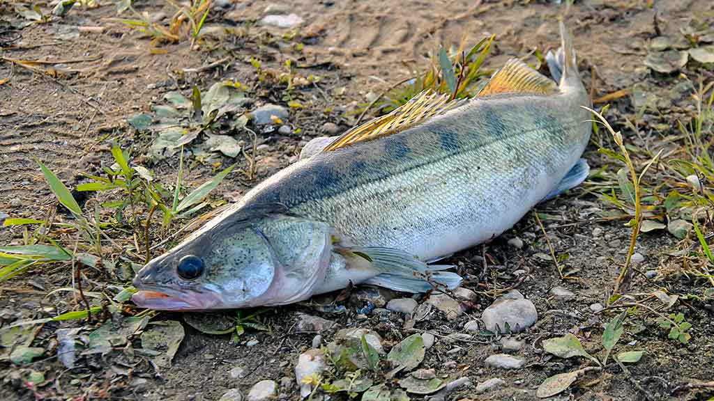 Kaip pagauti sterką? Kaip pagauti sterką?