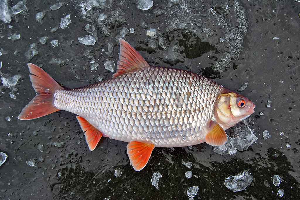 Kaip pagauti kuoją?