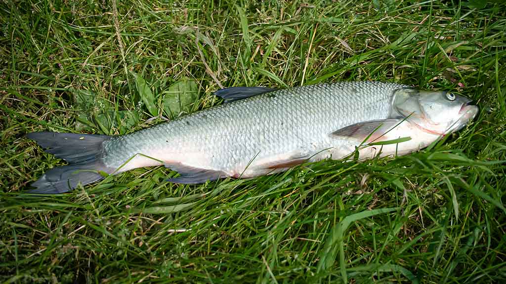 Vandenžolių tankynėje. Antra dalis Vandenžolių tankynėje. Antra dalis