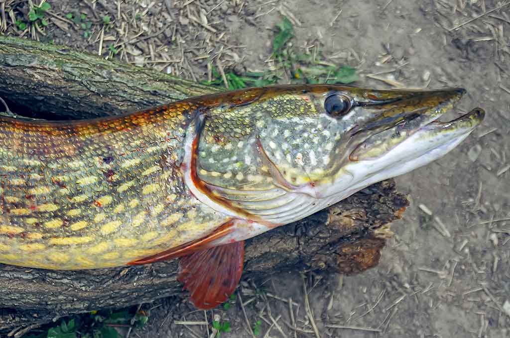Dviejų uodegėlių fenomenas. Pirma dalis Dviejų uodegėlių fenomenas. Pirma dalis