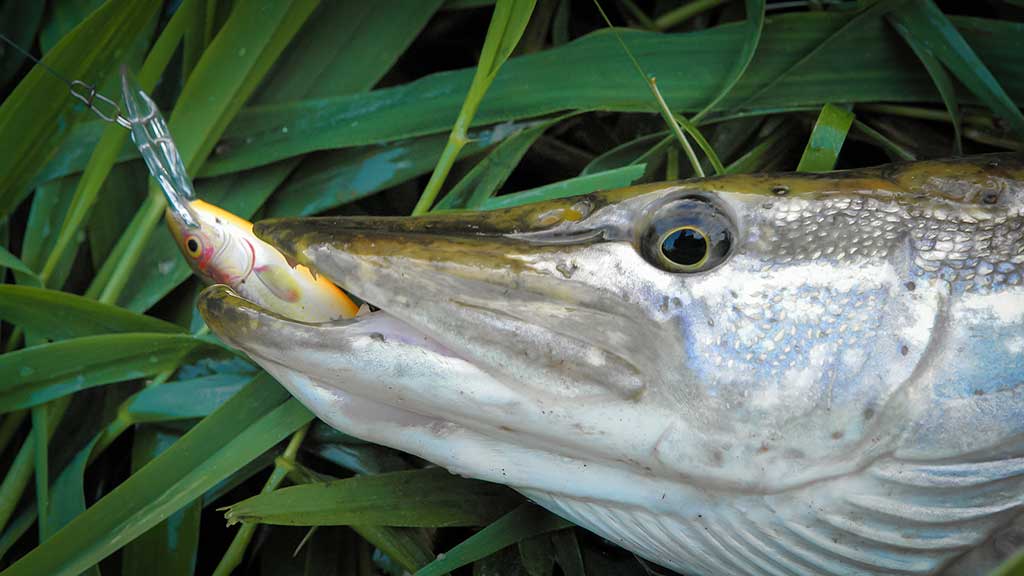 Palydekaukim... Pirma dalis Palydekaukim... Pirma dalis